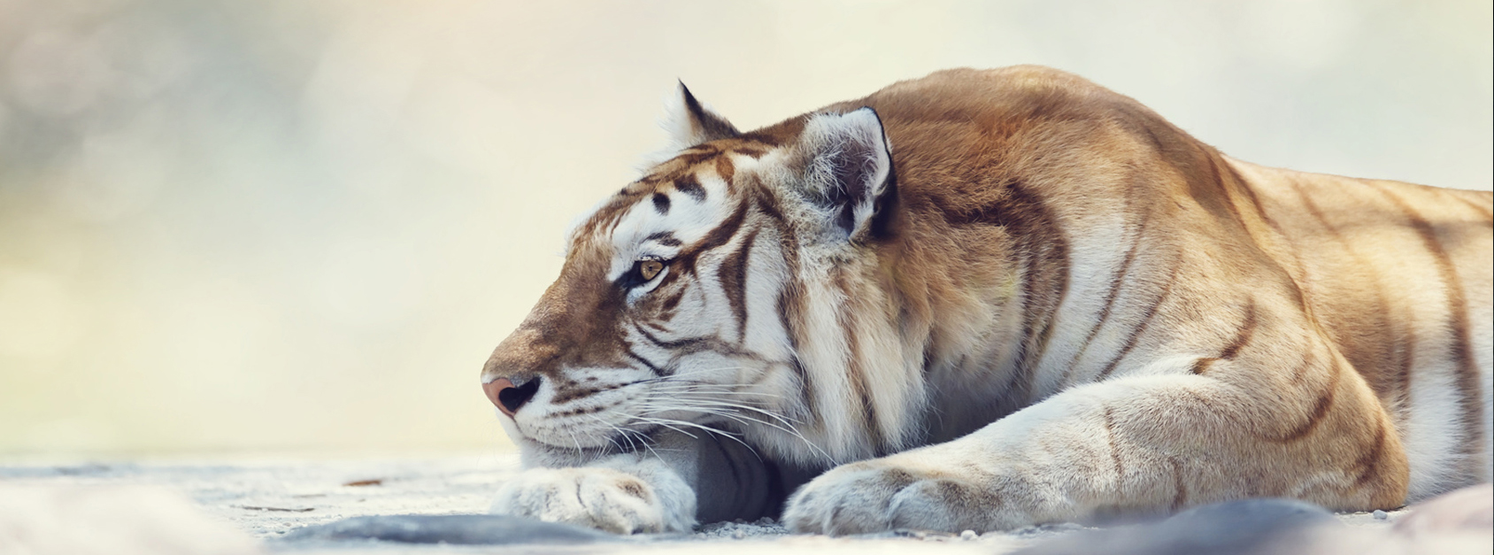 Bengal Tiger in forest
