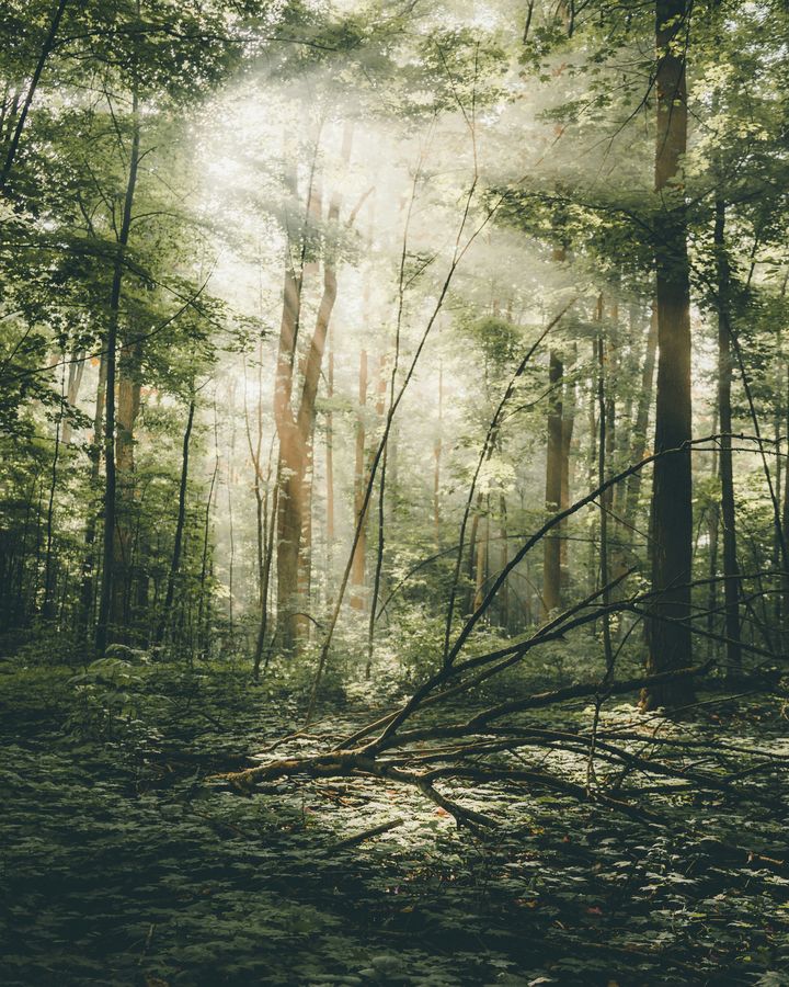 Forêt apaisante avec un arbre au sol, illustrant la résilience et la libération du stress traumatique en Somatic Experiencing