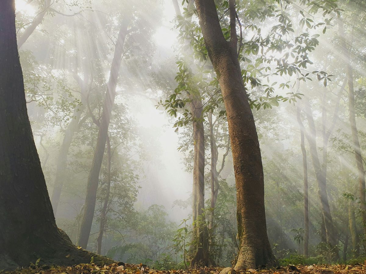 Forêt lumineuse illustrant la libération du traumatisme et le retour à l’apaisement intérieur